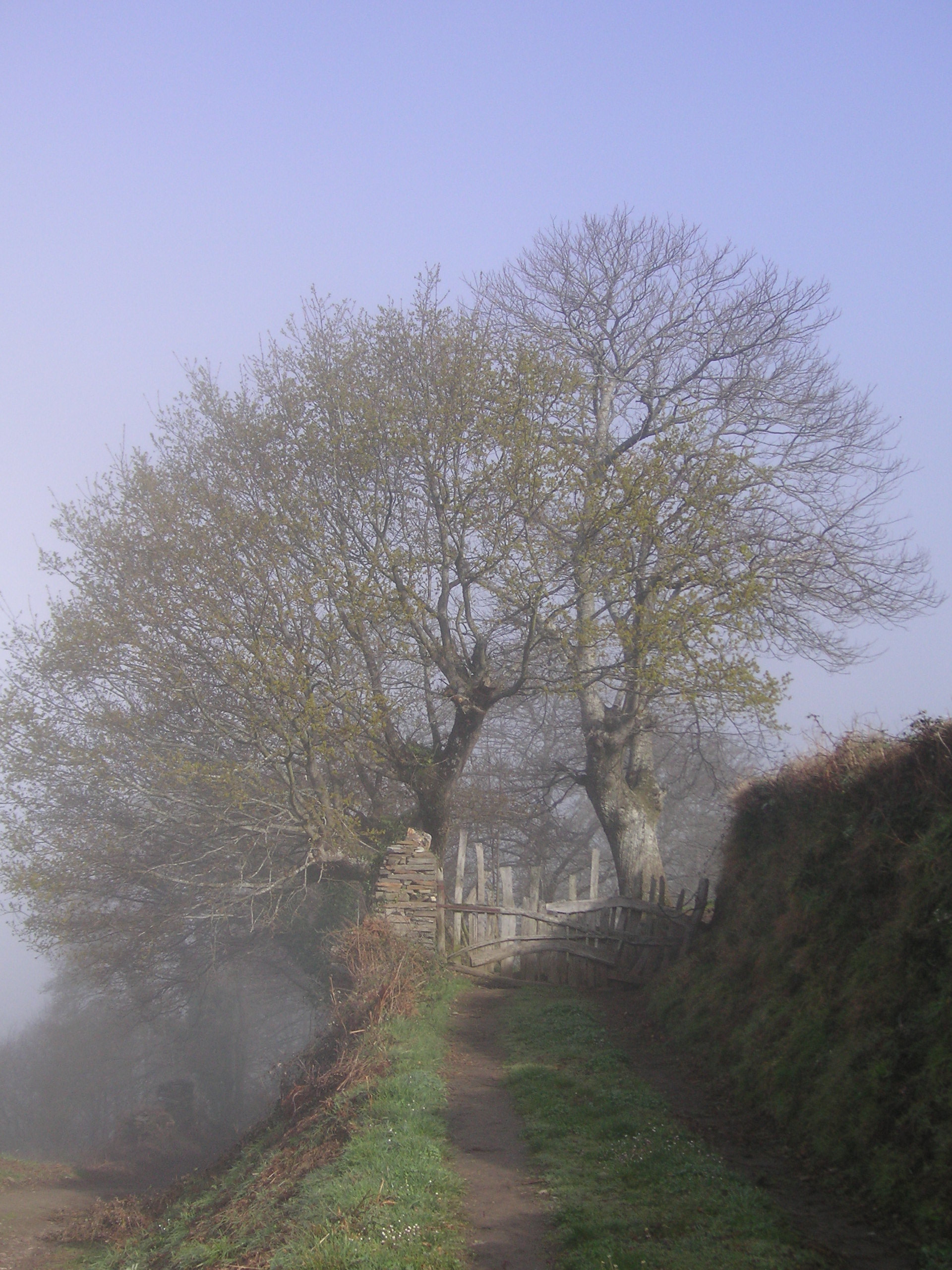 baumimnebel