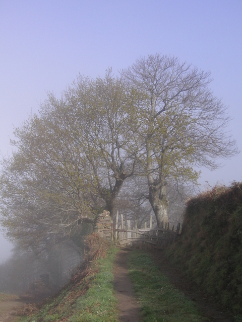 baumimnebel