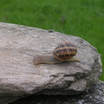 schnecke3