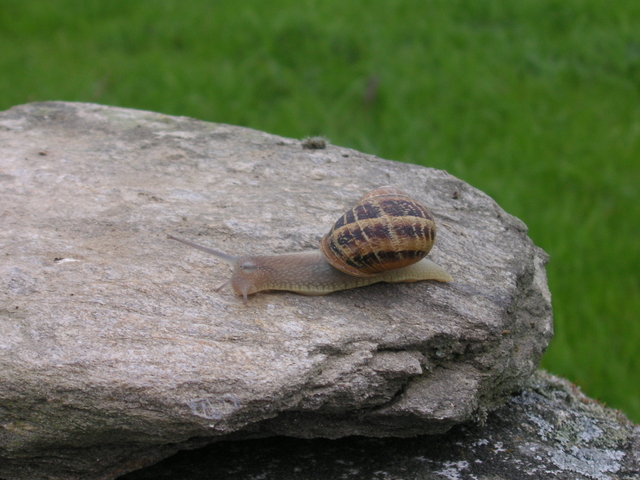 schnecke3