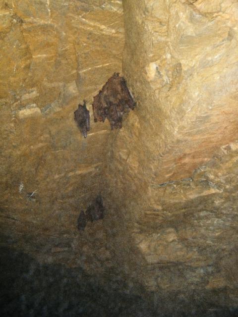 Schachernhöhle 2011 30