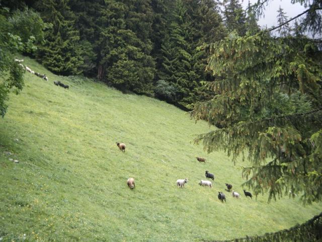 Kandersteg Klettersteig 6