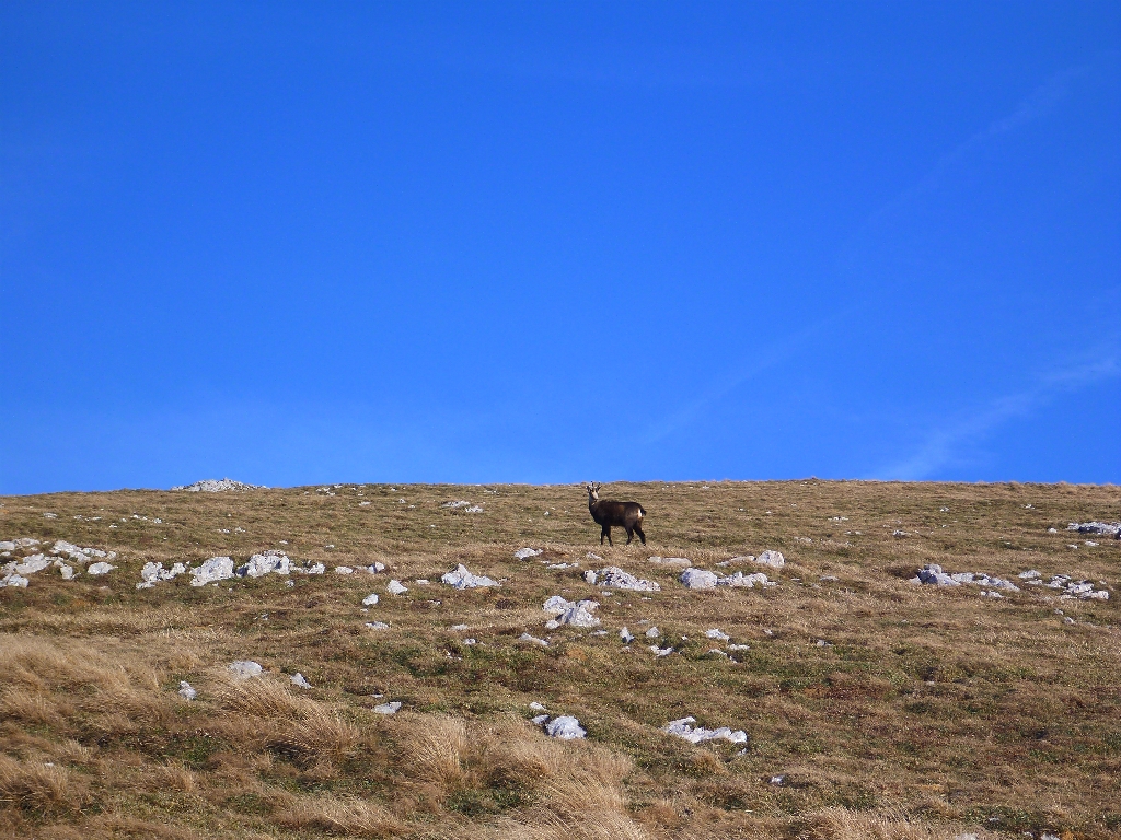 25 Schneebergflug 68.